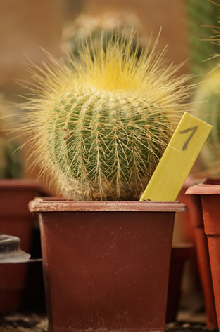 1 - Notocactus L.