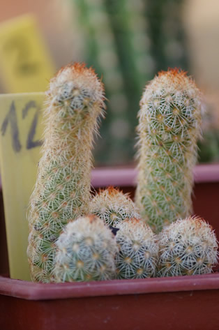 12 - Mammillaria elongata