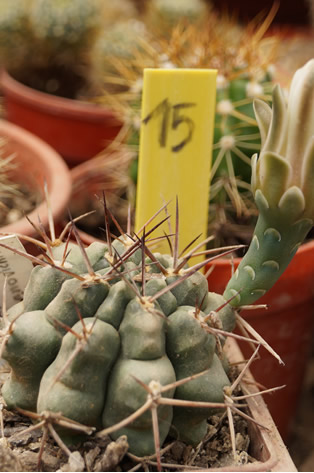 14 - Opuntia cristata