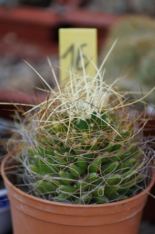 14 - Opuntia cristata
