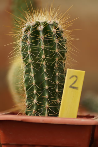2 - Tricocereus