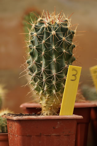 3 - Ferocactus