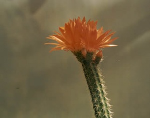 arrojadoa.jpg