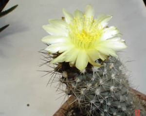 coryphanta_sp2_b.jpg