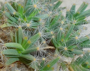 dolichothele_longimamma.jpg
