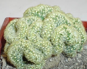 mammillaria_elongata_cris.jpg