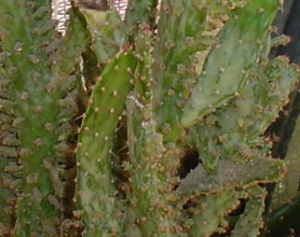opuntia_variegata.jpg