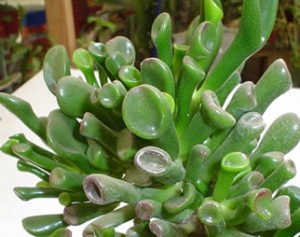 purtulacaria.jpg